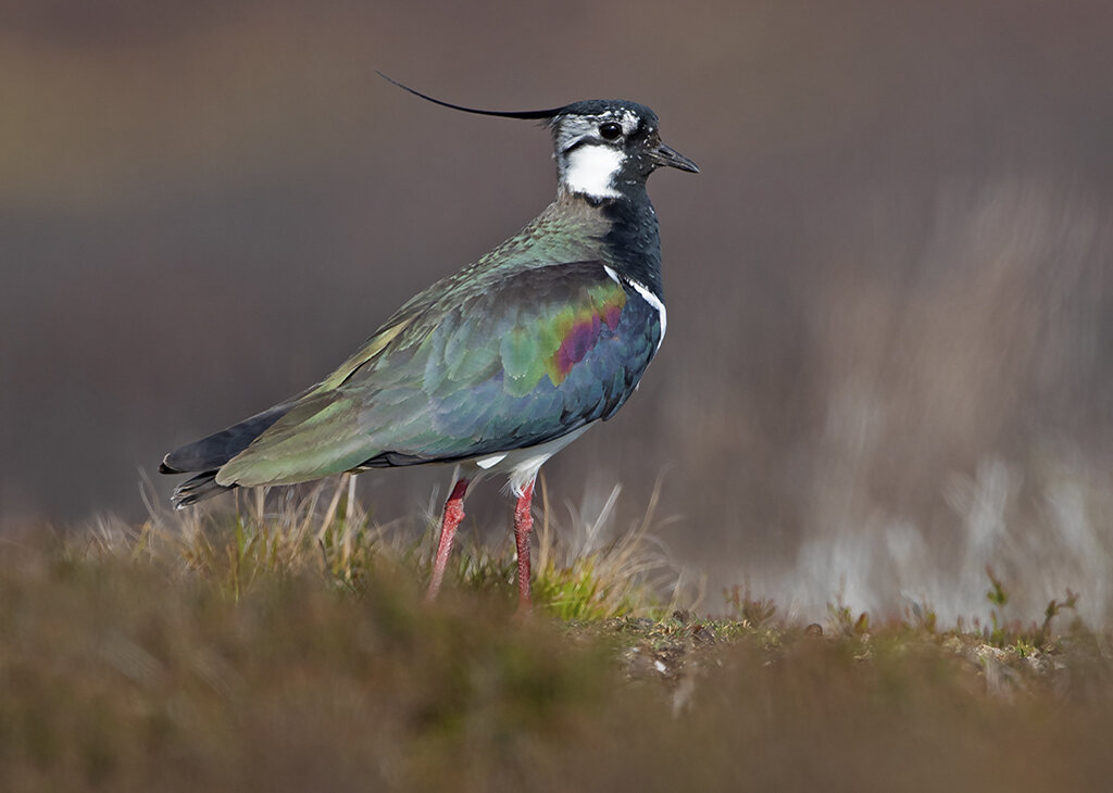 lapwing1.jpg