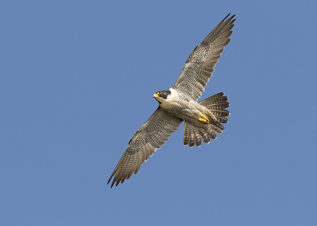 peregrine1 (1).jpg