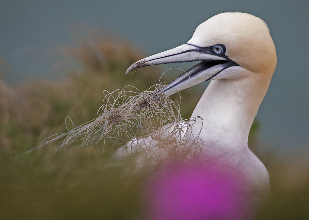 gannet.jpg