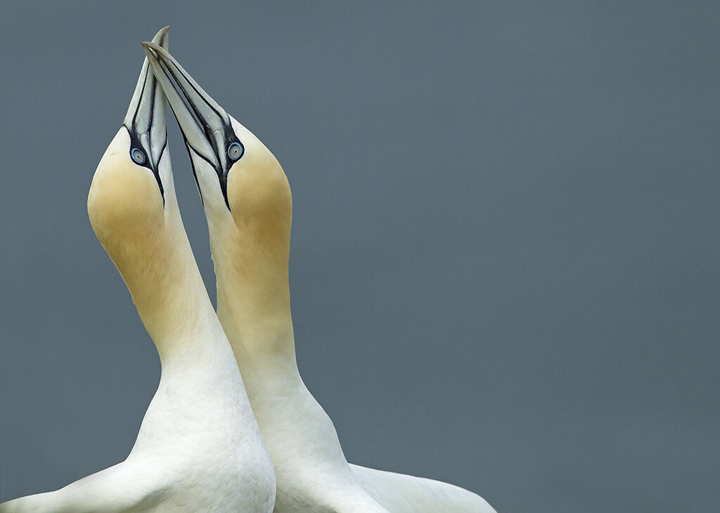 gannets.jpg