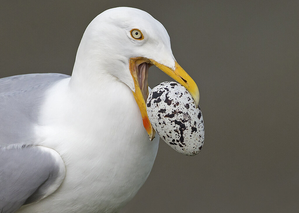 herring_gull1.jpg