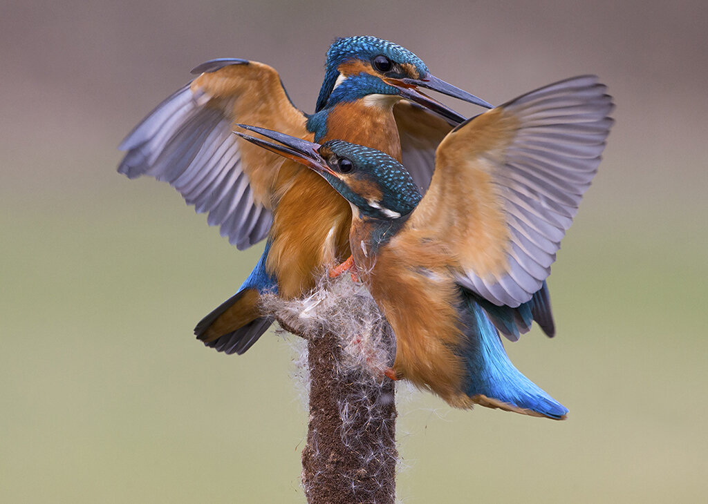 kingfishers3.jpg