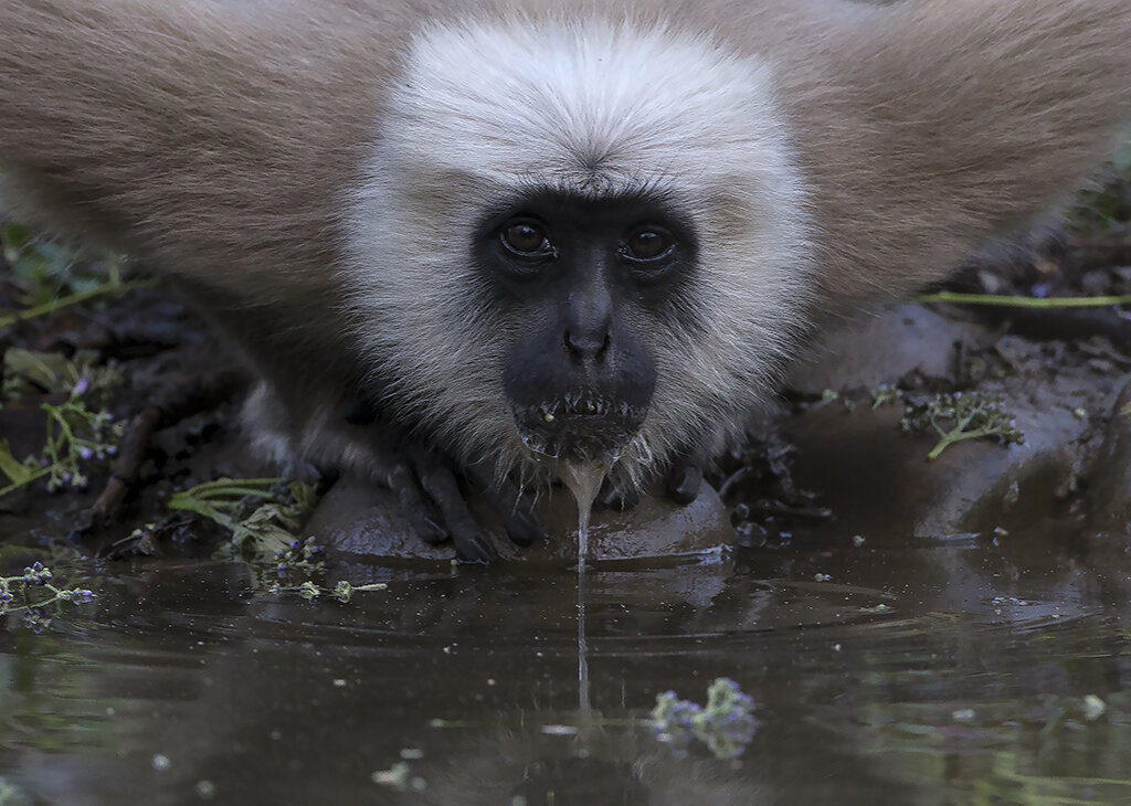 langur_monkey.jpg