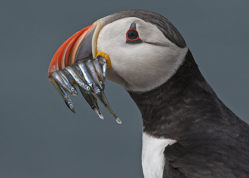 puffin.jpg