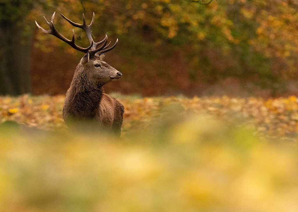 red_deer3.jpg