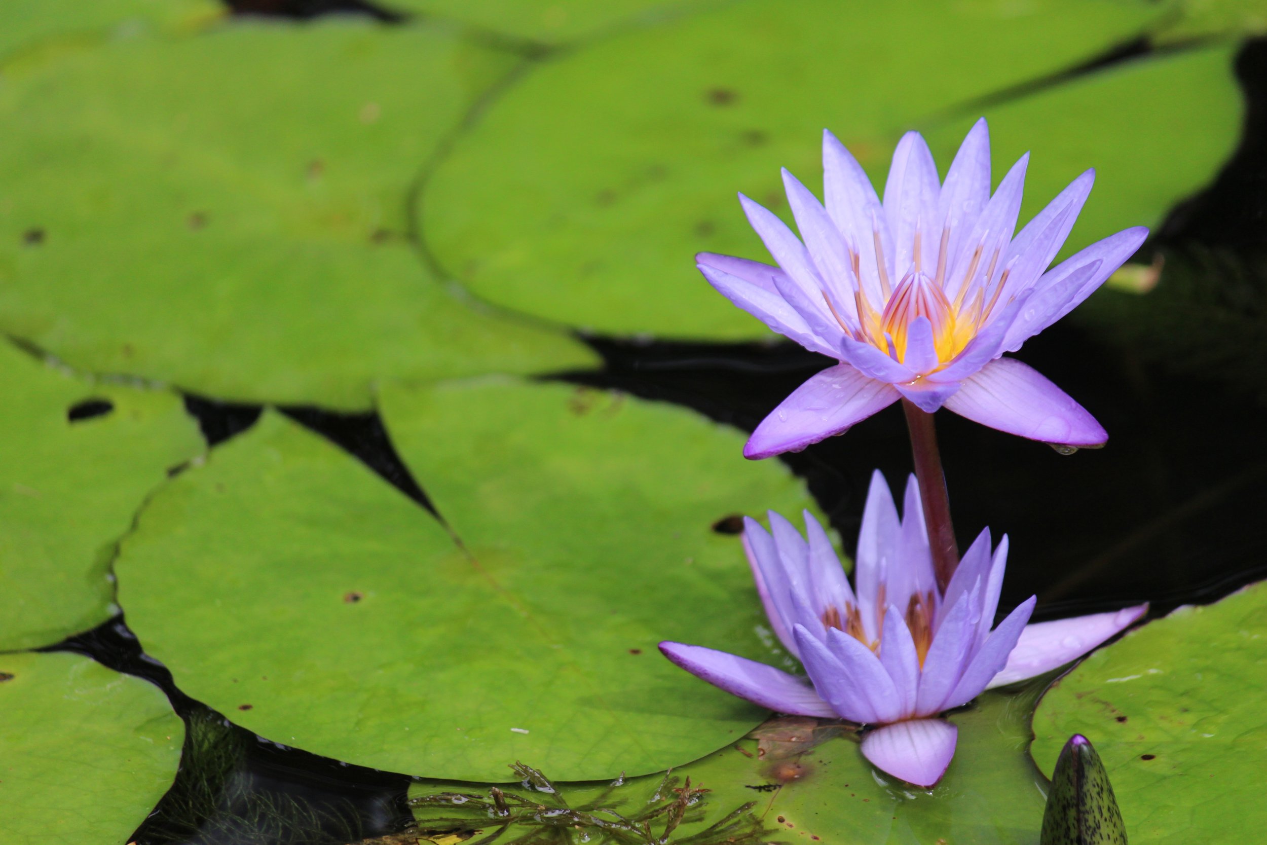  Welcome to  The Lotus Center  We encourage you to browse the site, services available at our center, and our practitioners. 