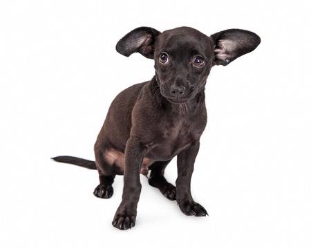43621611-shy-little-black-color-chihuahua-crossbreed-two-month-old-puppy-dog-sitting-on-a-white-background.jpg