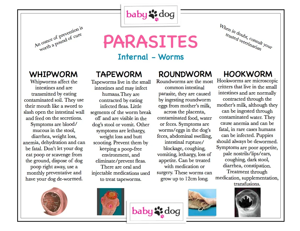 Parasites.jpg