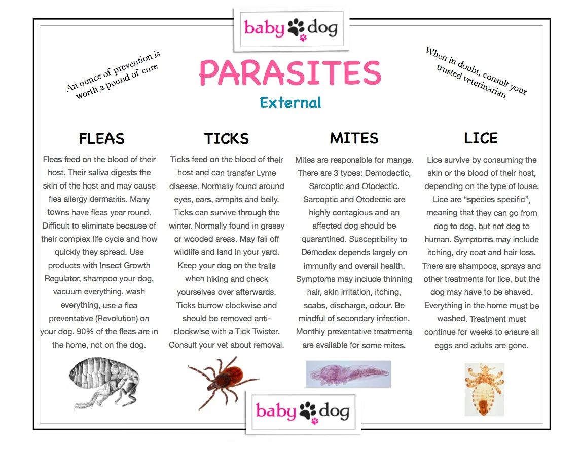 Parasites2.jpg