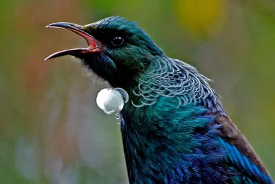 Tui.jpg
