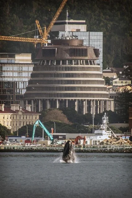 whale outside parliament buildings.jpeg