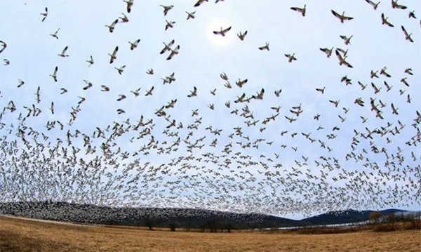Jill-Smith-Birds-2.jpg