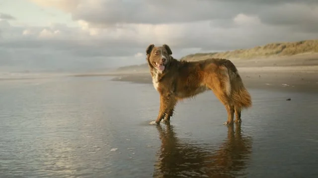 Stella & Chewy's Epsiode 2