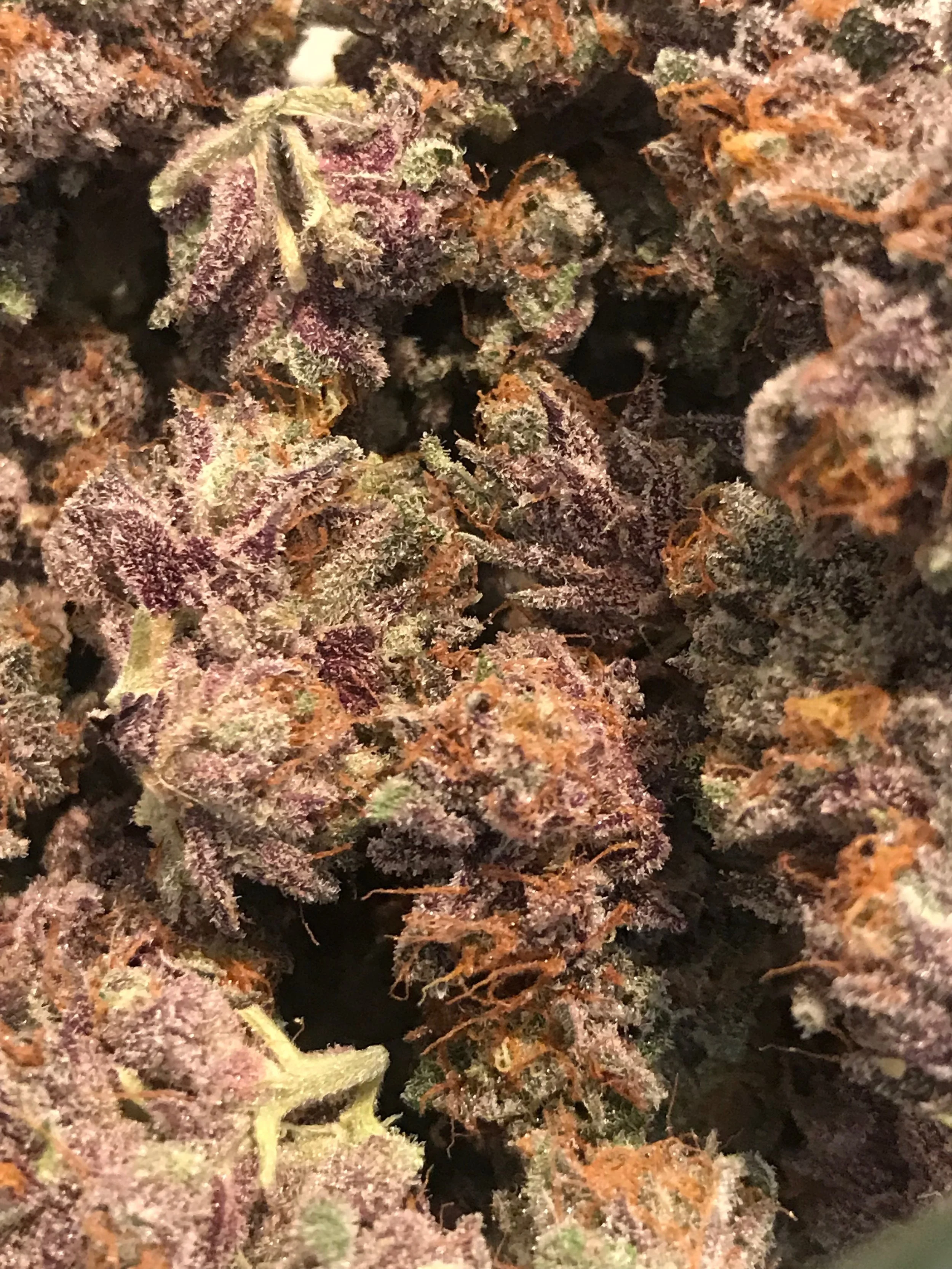 Purple Terps