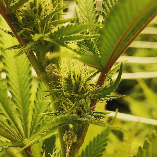 Some early trichome development on this Slurricane pheno on day 20 of flower. New harvest coming soon! Really appreciate all the support of locally grown fire 🔥 &bull;
&bull;
&bull;
&bull;
&bull;
#dc #cannabis #i71 #i71compliant #supportlocal #dcgro