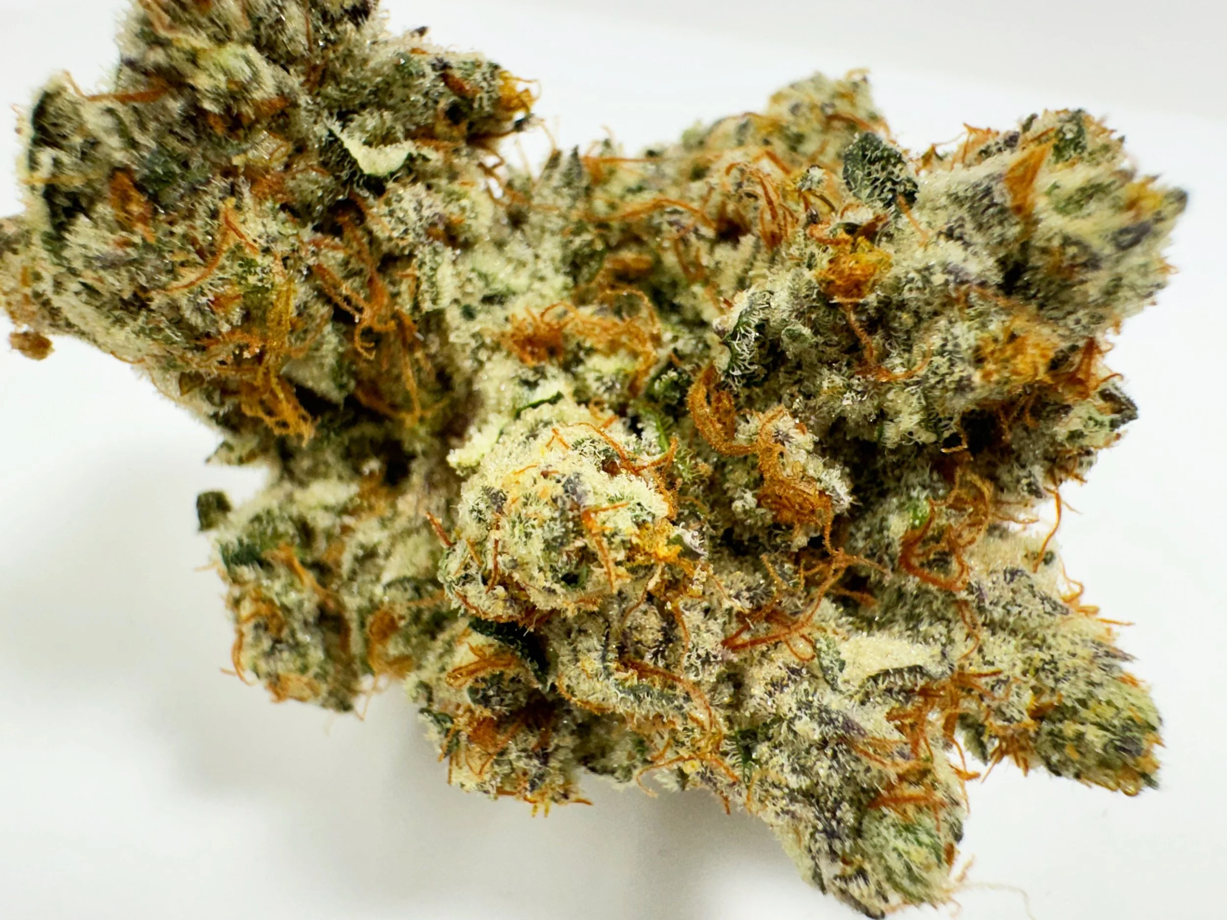 MAngo Madness 3.jpeg