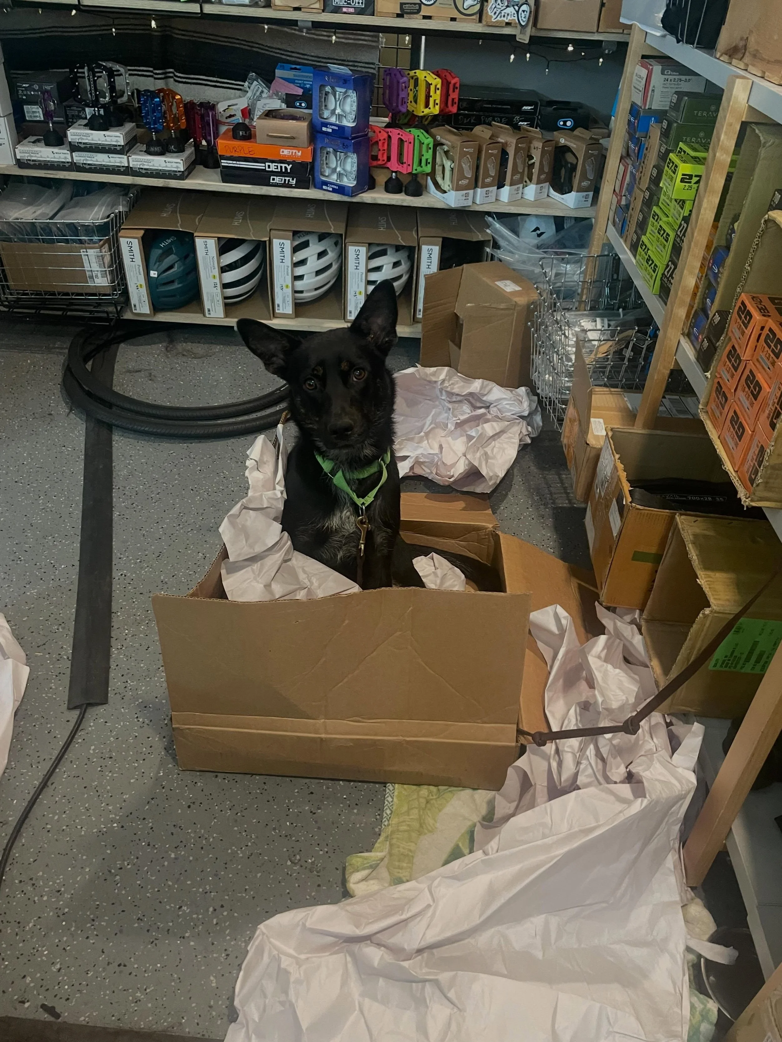 How much do you think it would cost to bike flights Creosote to whistler? 🤣

Ps- Creosote is a foster so if you&rsquo;re in the market for a lil heeler feel free to stop by or reach out!