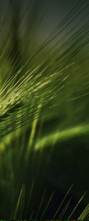grass.jpg