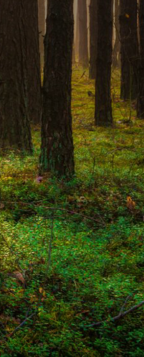 forest2.jpg