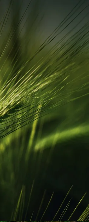 grass.jpg