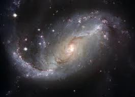cosmos.jpeg