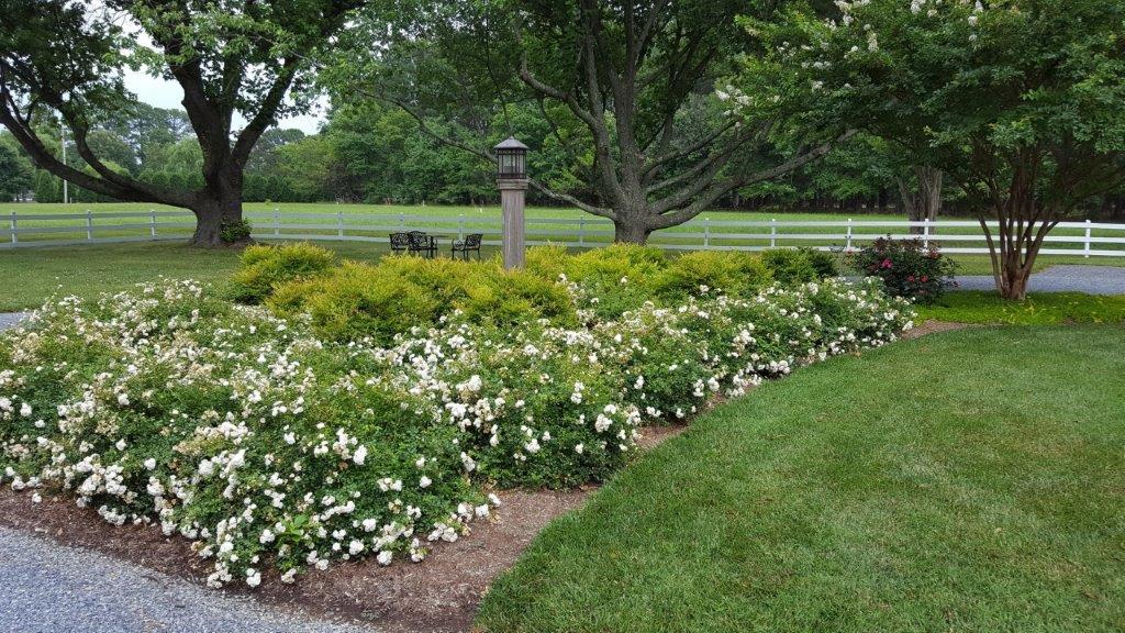 Landscape using Carpet Roses for  hedge.                 St. Michaels MD.jpg