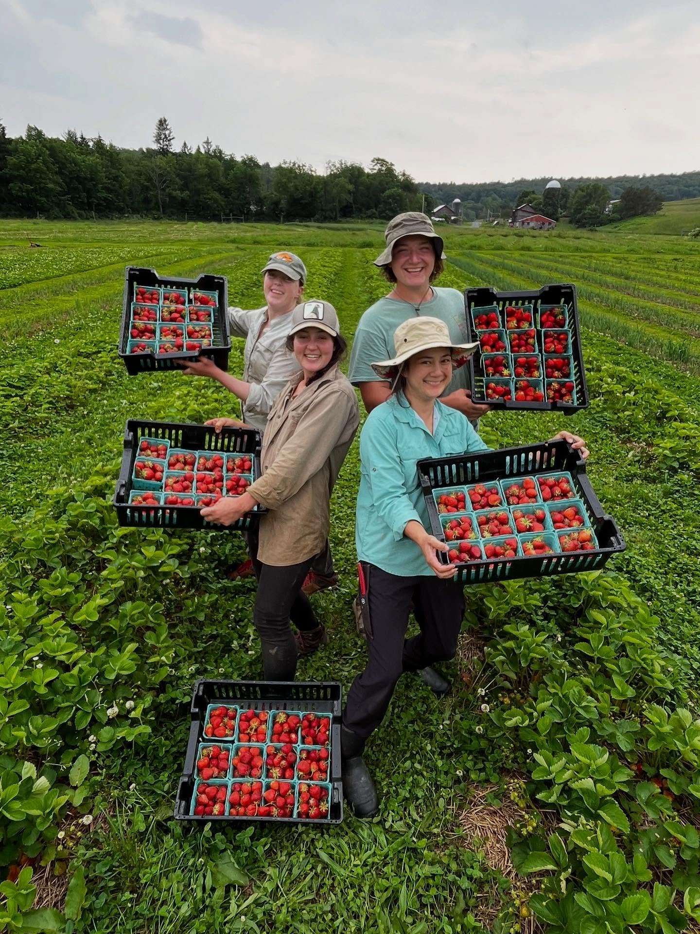 Okay folks!! Strawberries are in! And the snap peas are poppin 🍓🫛🍓🫛🍓

And we got a whole lotta other good stuff coming to market this weekend too, like pea shoots, garlic scapes, spring onions, beets, carrots, radishes, turnips, mushrooms, lettu