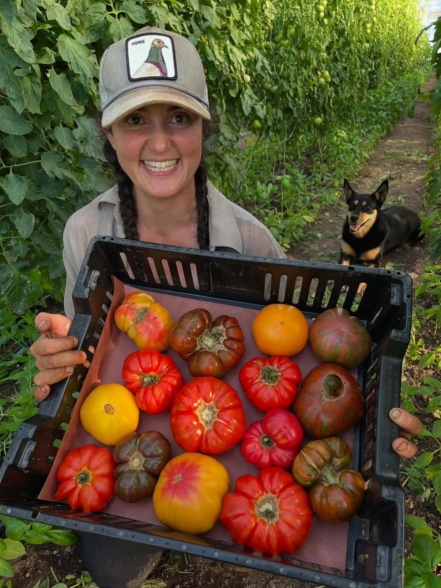 Alright y&rsquo;all! Our heirloom tomatoes are really starting to ramp up this week!! You&rsquo;ll find the finest selection of various varieties at all of our markets this weekend 🍅

Cherry tomatoes, ground cherries, shishito peppers, fairytale egg