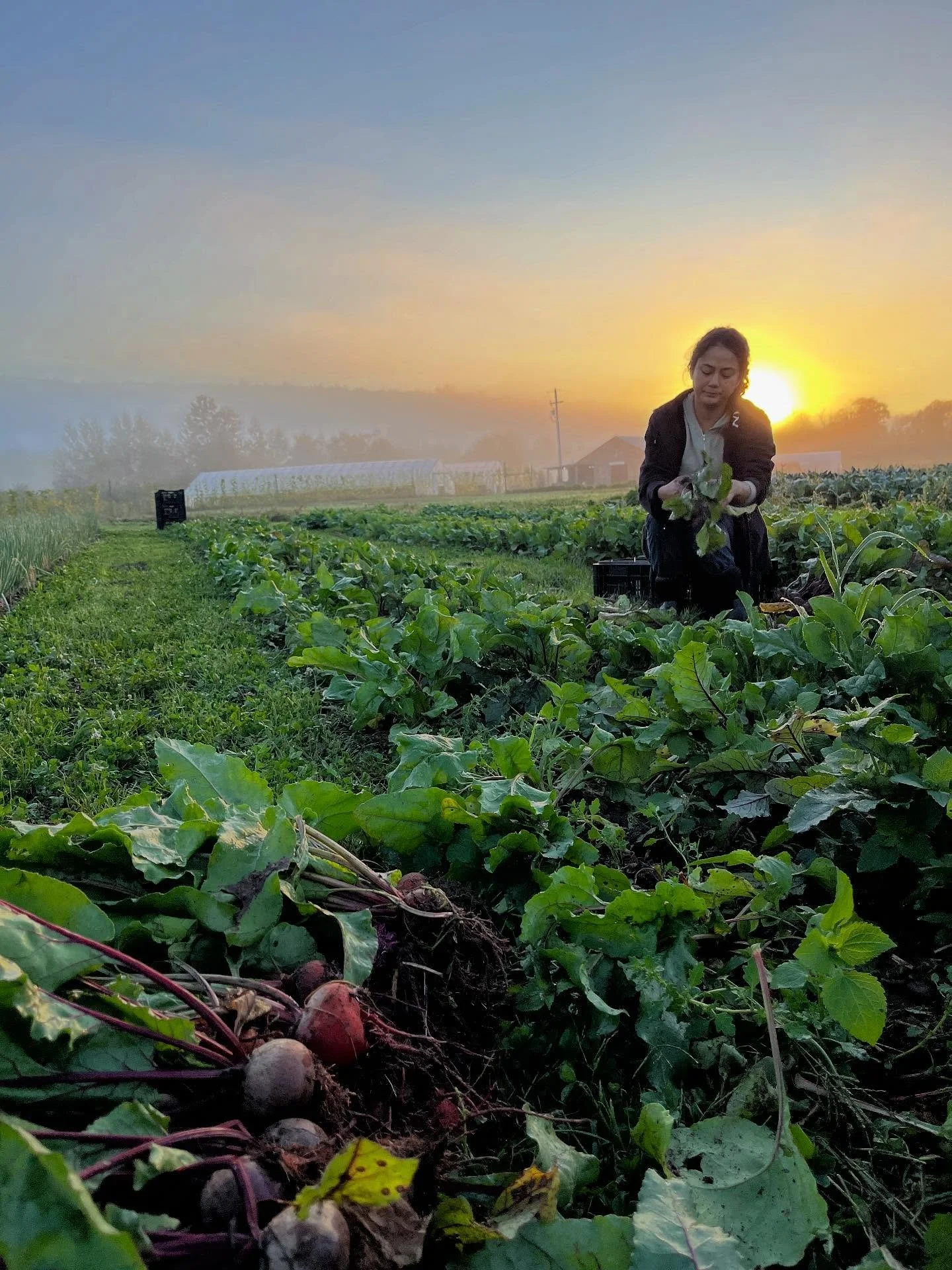 Hey y&rsquo;all! We&rsquo;ve been at it with the harvest all week and as summer slips into fall we&rsquo;re finding we&rsquo;ve got more food on the farm than ever before! 

There&rsquo;s lots and lots of beautiful changes happening all around and it