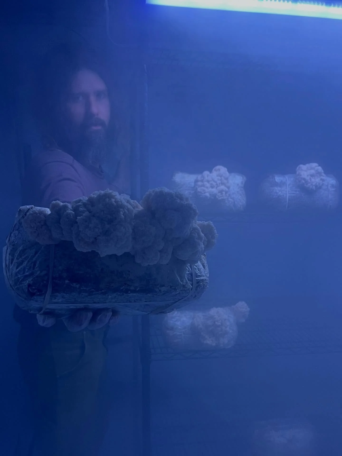 Friends! For the sake of content and for the love of mushrooms, we present to you: a beautiful Bear&rsquo;s Head Tooth! 

Hericium americanum, or Bear&rsquo;s Head, is a native tooth fungus, choice edible, and close relative of the famed Lion&rsquo;s