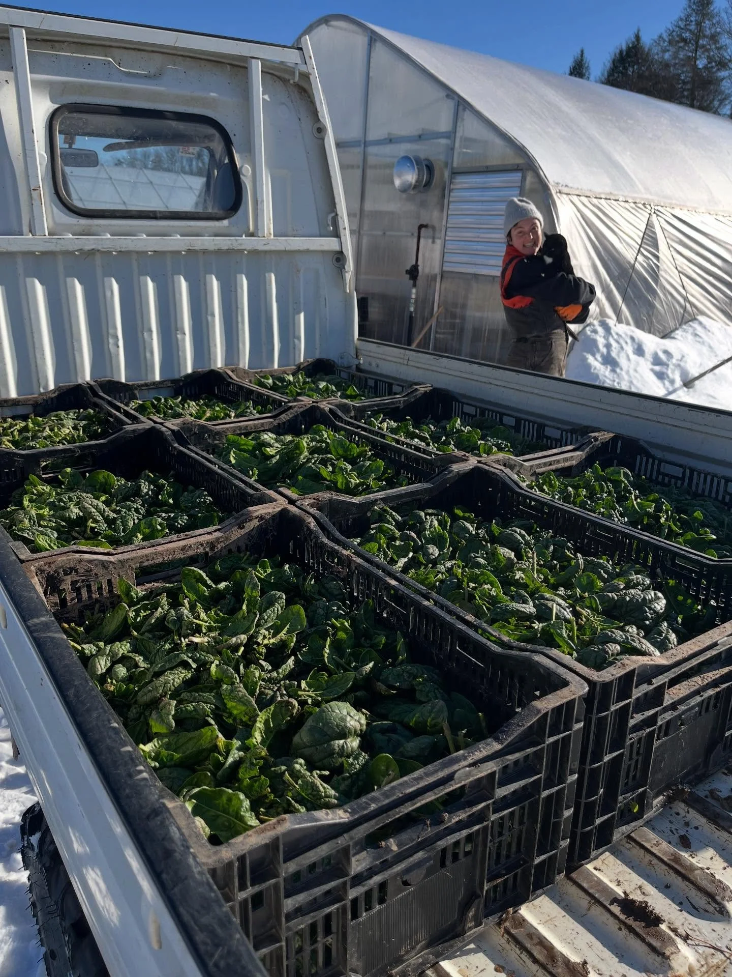 Surprise, y&rsquo;all!! We&rsquo;re wrapping up the year with a market reprise in NYC tomorrow! 

Find us at Tucker Square Greenmarket in Manhattan from 8-4 at our usual spot.

We&rsquo;ll have carrots, cabbages, kale, kohlrabi, lettuce, garlic, radi