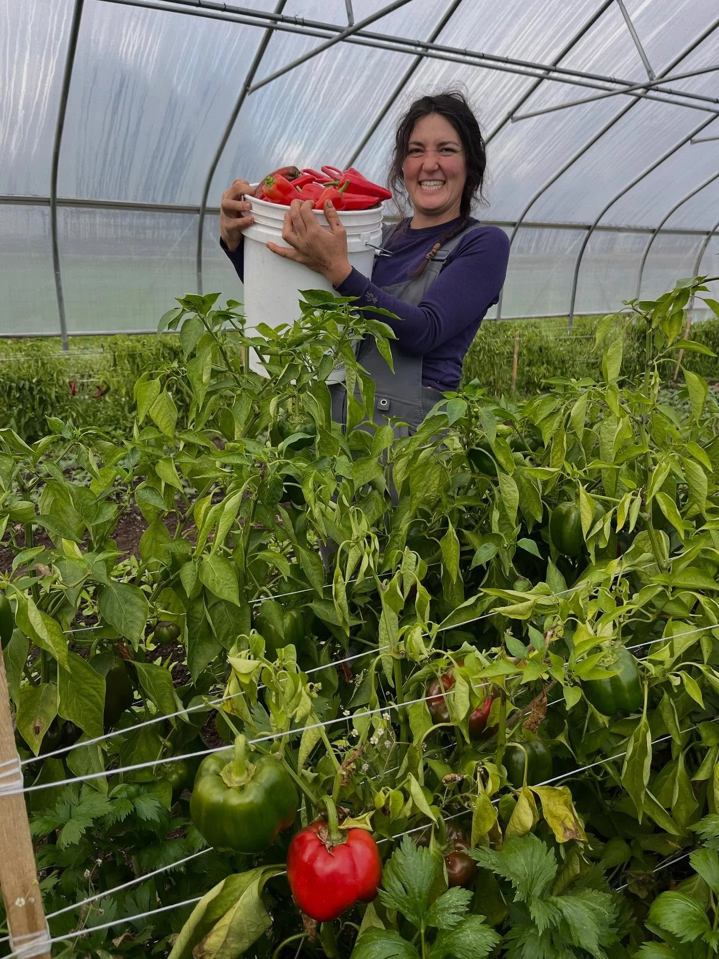 Time for an October photo dump y&rsquo;all!

And here are some highlights from this week&rsquo;s harvest: 

Spinach, Brussels sprouts, blue oyster mushrooms, green beans, rutabagas, pea shoots, cabbages, sweet peppers, little gem lettuces, broccolini