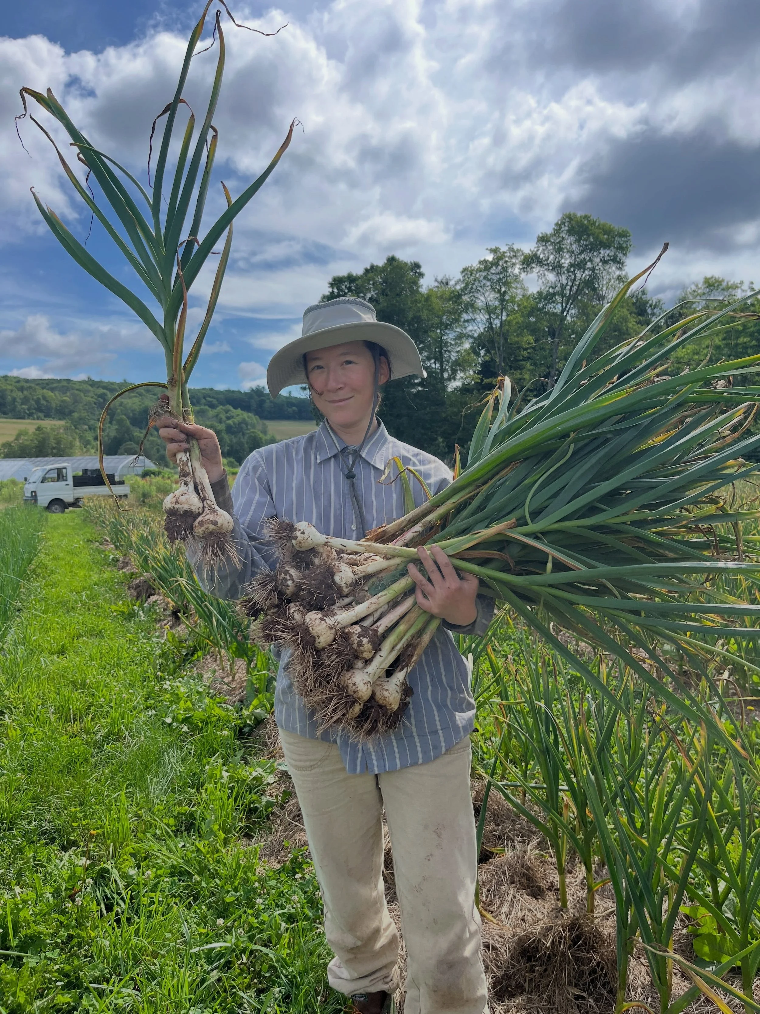 This Week&rsquo;s Good Find: Fresh garlic!

Today we harvested the first of our Music garlic, a porcelain-type hardneck variety known for its spicy, robust flavor and large, easy-to-peel cloves. Inside each bulb contains just 4 to 7 evenly sized clov