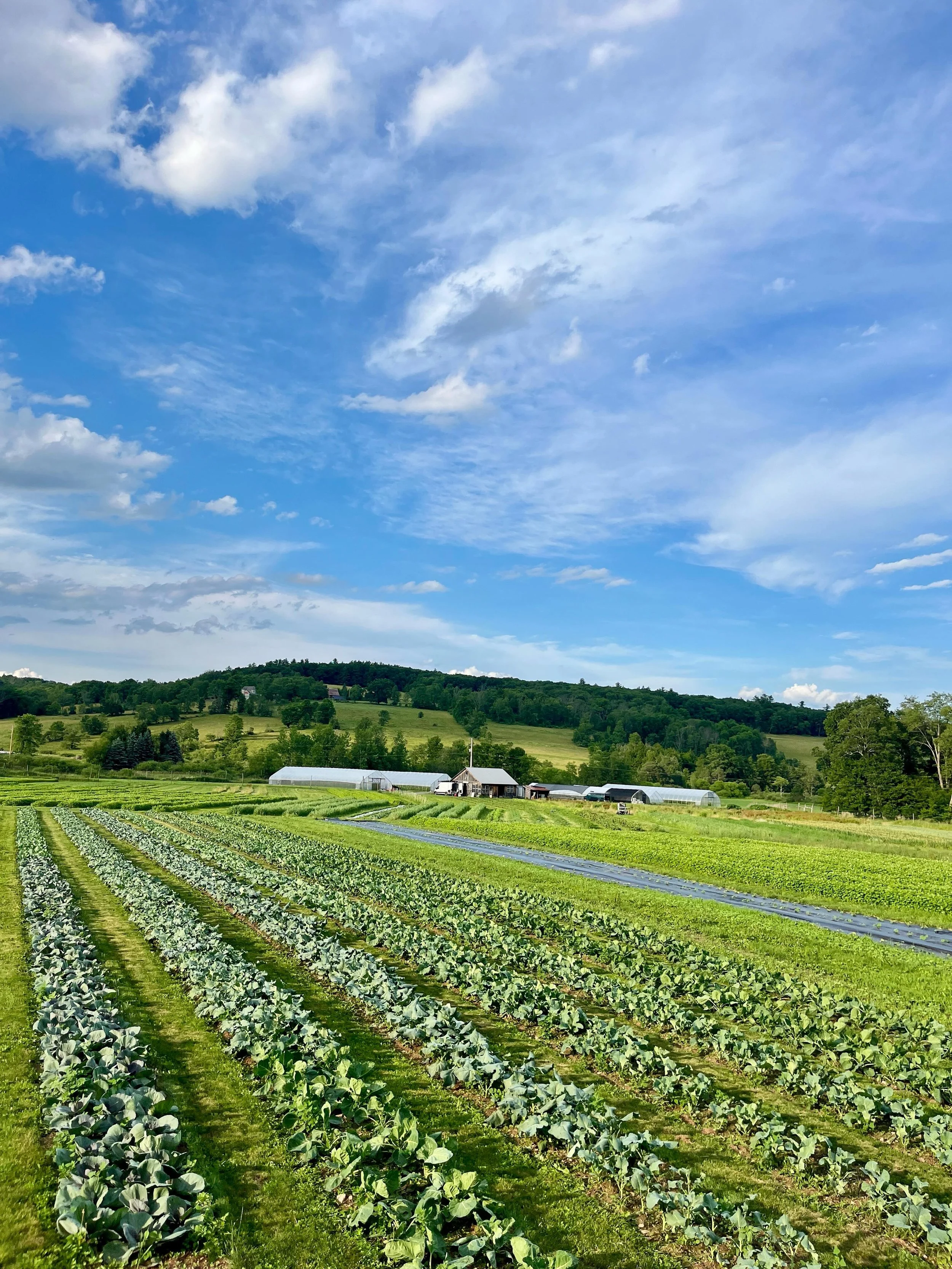 Happy summer y&rsquo;all 🌞

We made it 😅 Winter now feels like a life time ago, and our little farm is bursting into abundance!

On top of the 250 pints of sugar snaps we harvested this week, we&rsquo;re excited to share the first big harvest of sn