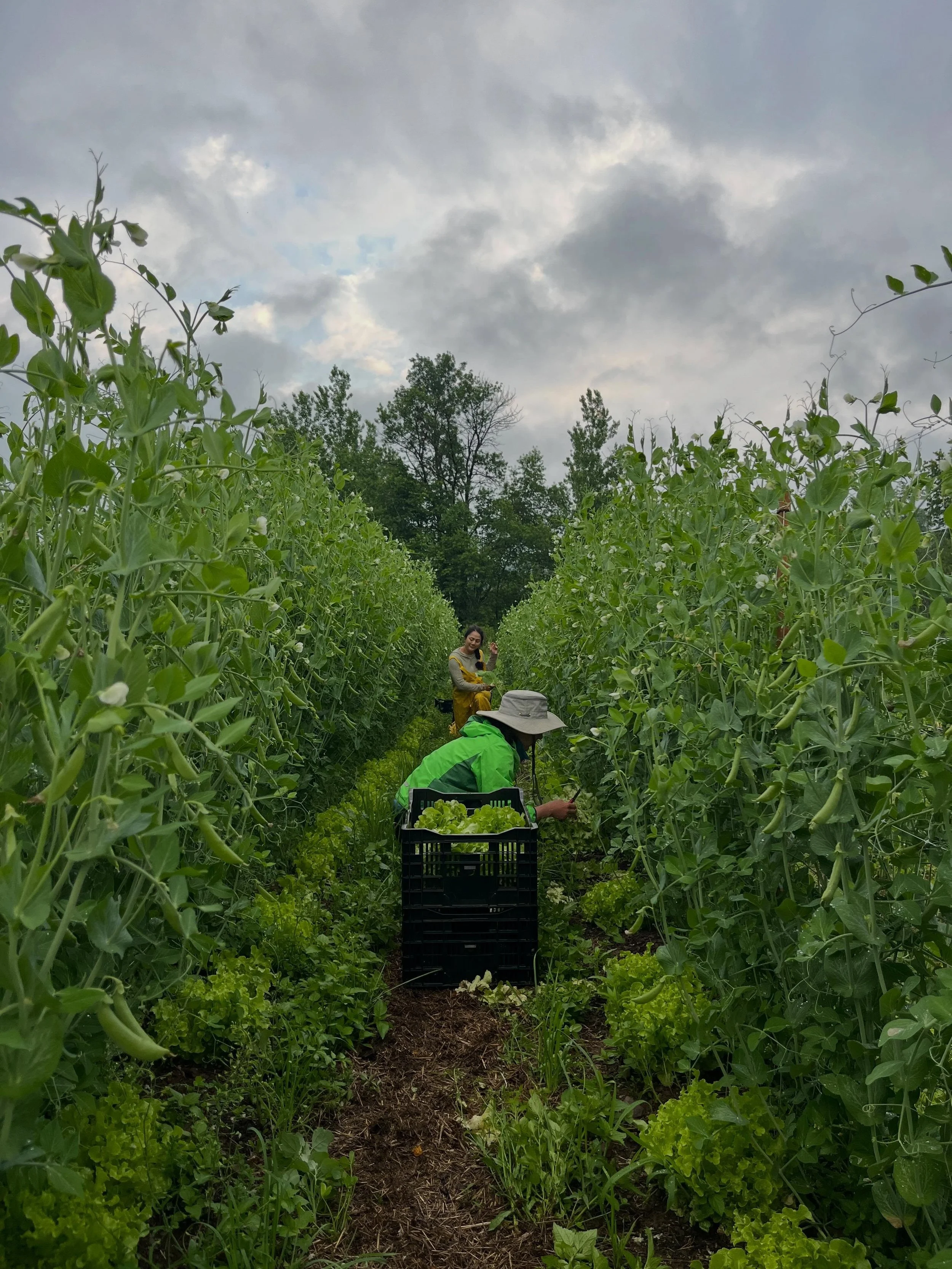 Hey y&rsquo;all! Sugar snaps are in by the bucket load and the Persian cukes are just starting to take off!

Our strawberry crop this year was a bit of a bust but we still managed to bring in quite a few pints for market this week. Make sure to come 