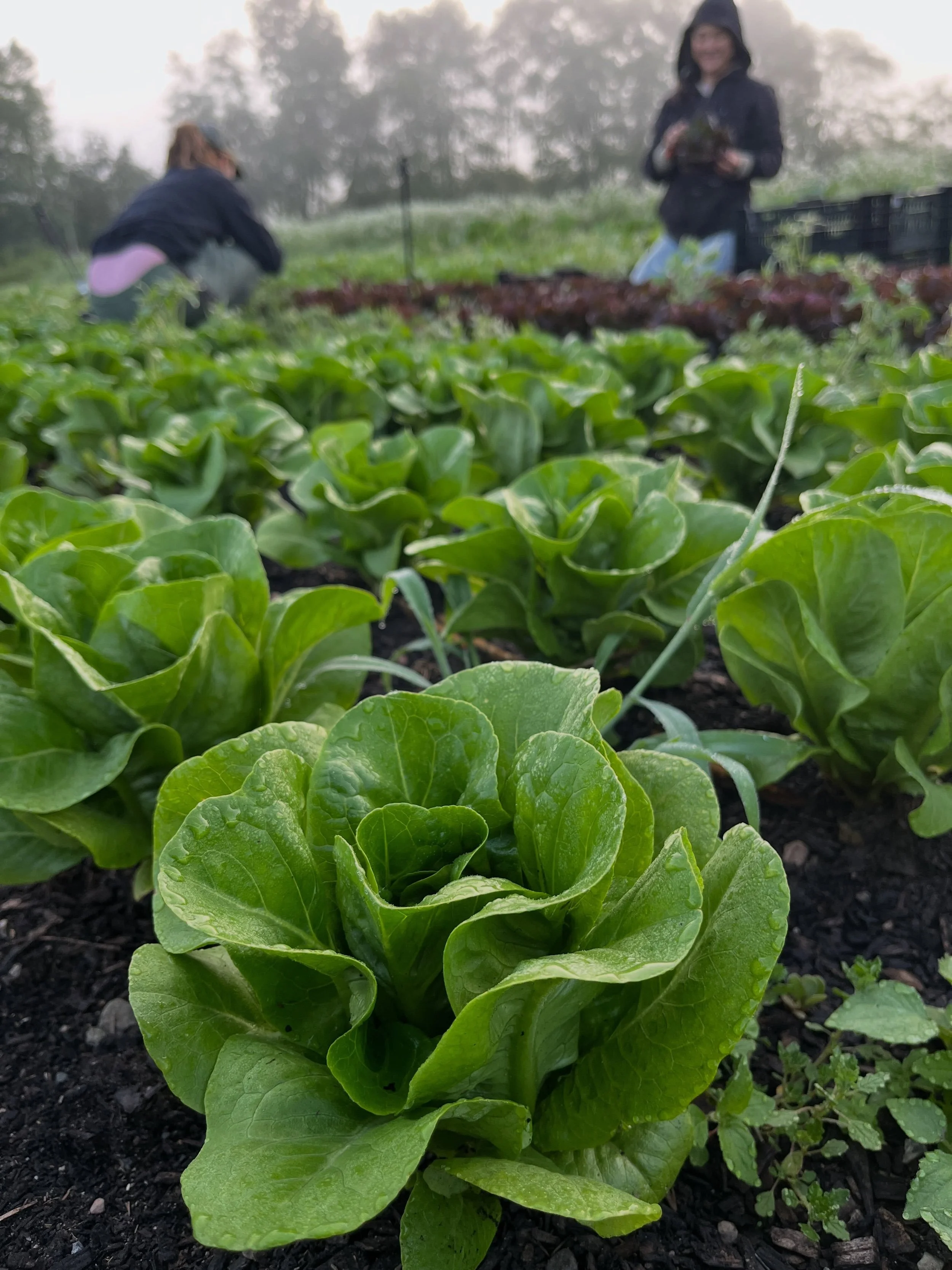 Y&rsquo;all! We got a semi-limited supply of little gem lettuce heading to market this weekend. We&rsquo;ll have red and green varieties, both parasite-free! 🥬👀

In other news, our tomatoes are doing spectacular this year and are just starting to r