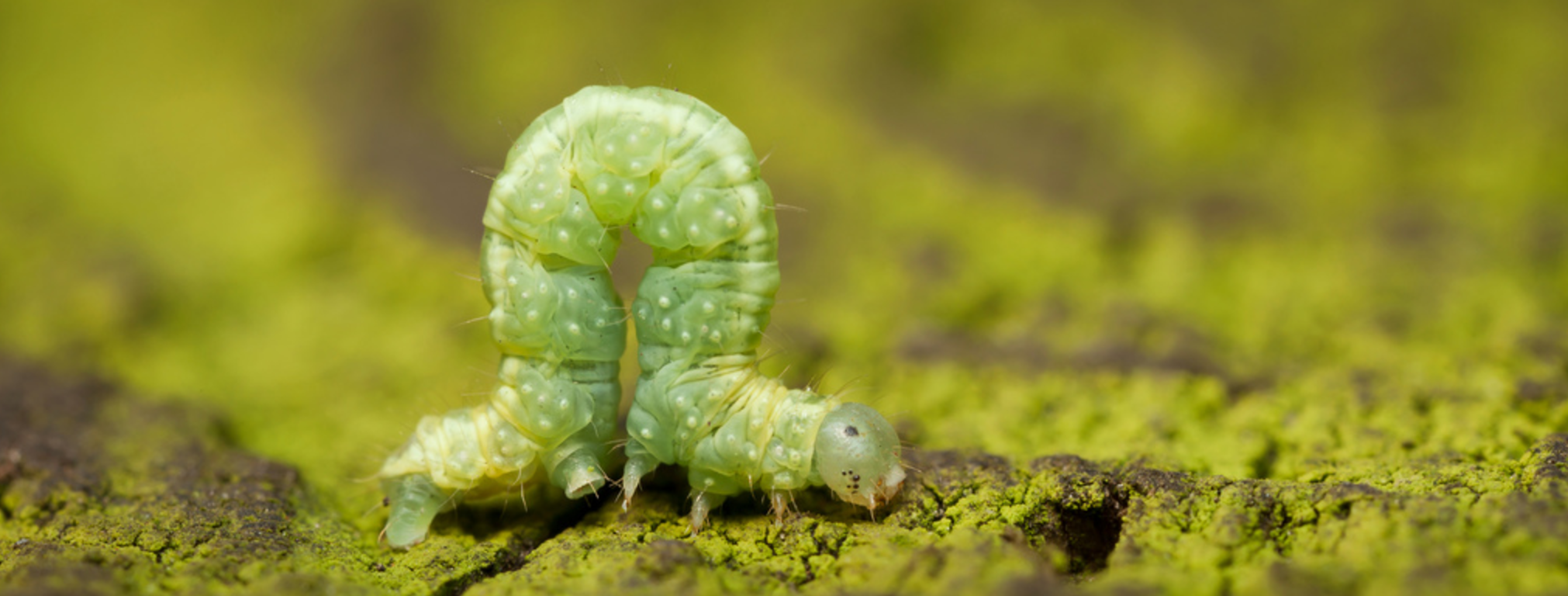 The final product was inspired by an inch worm.