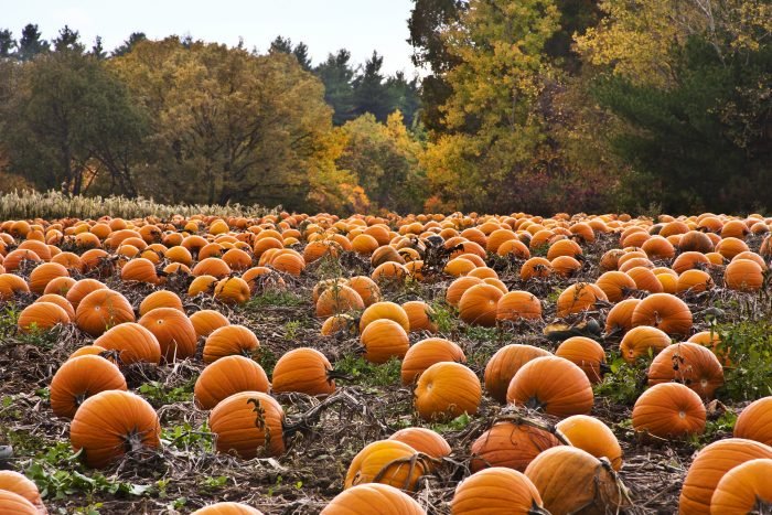 Annual Pumpkin Giveaway with Penwell Insurance