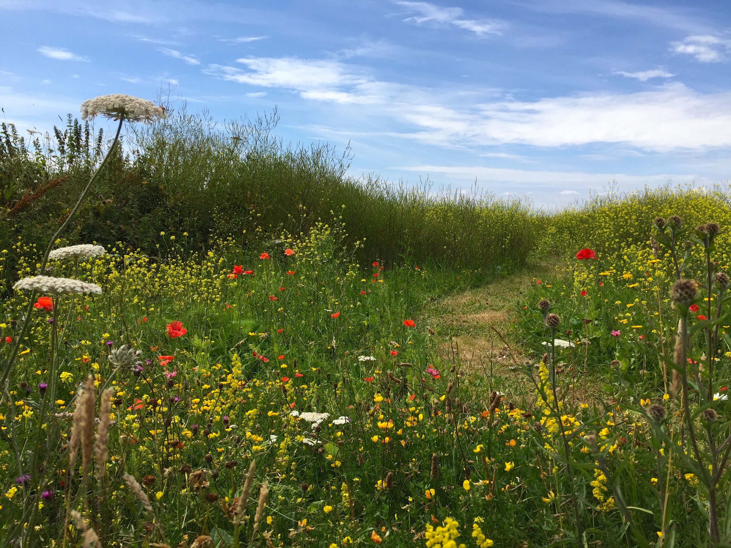 c-u wildflower meadow.jpg