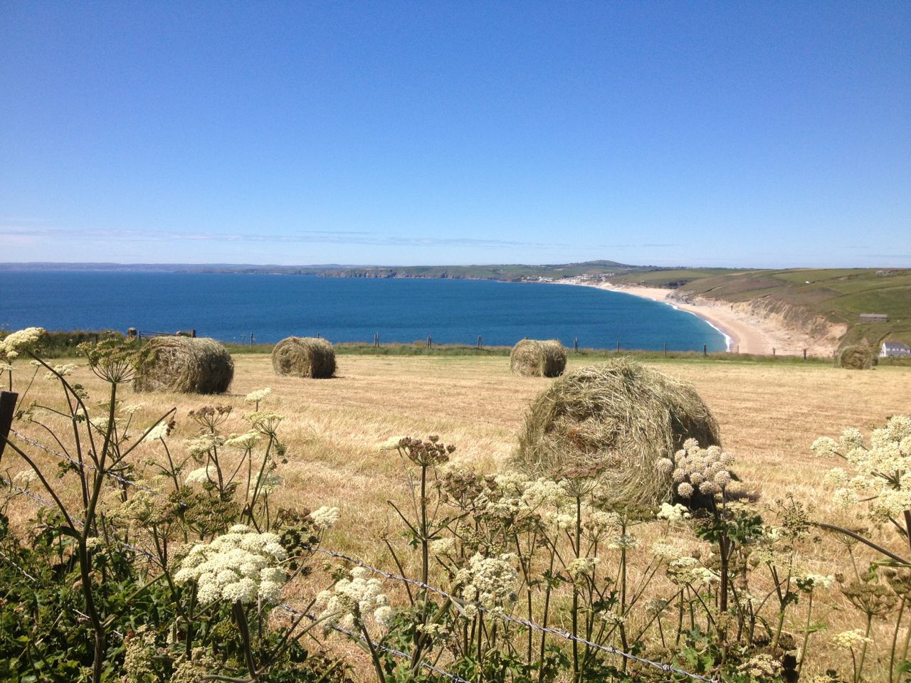 hay.jpg
