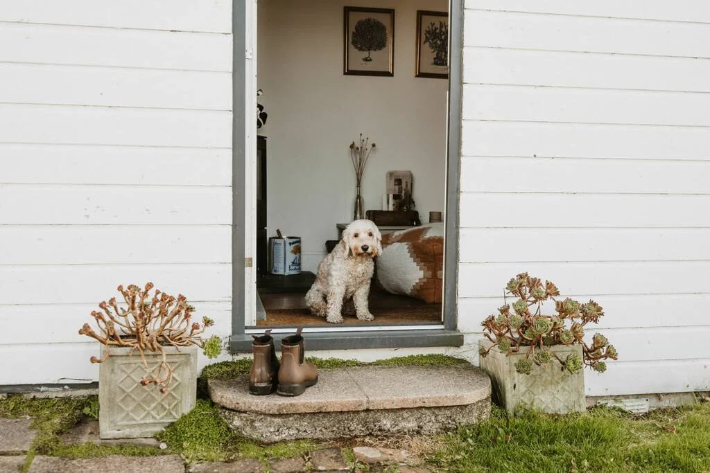 dog-in-doorway_1024_wide.jpg
