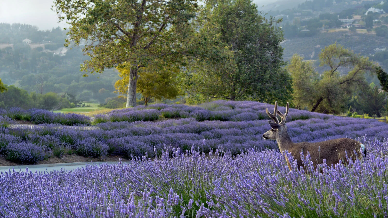 Carmel Valley Ranch