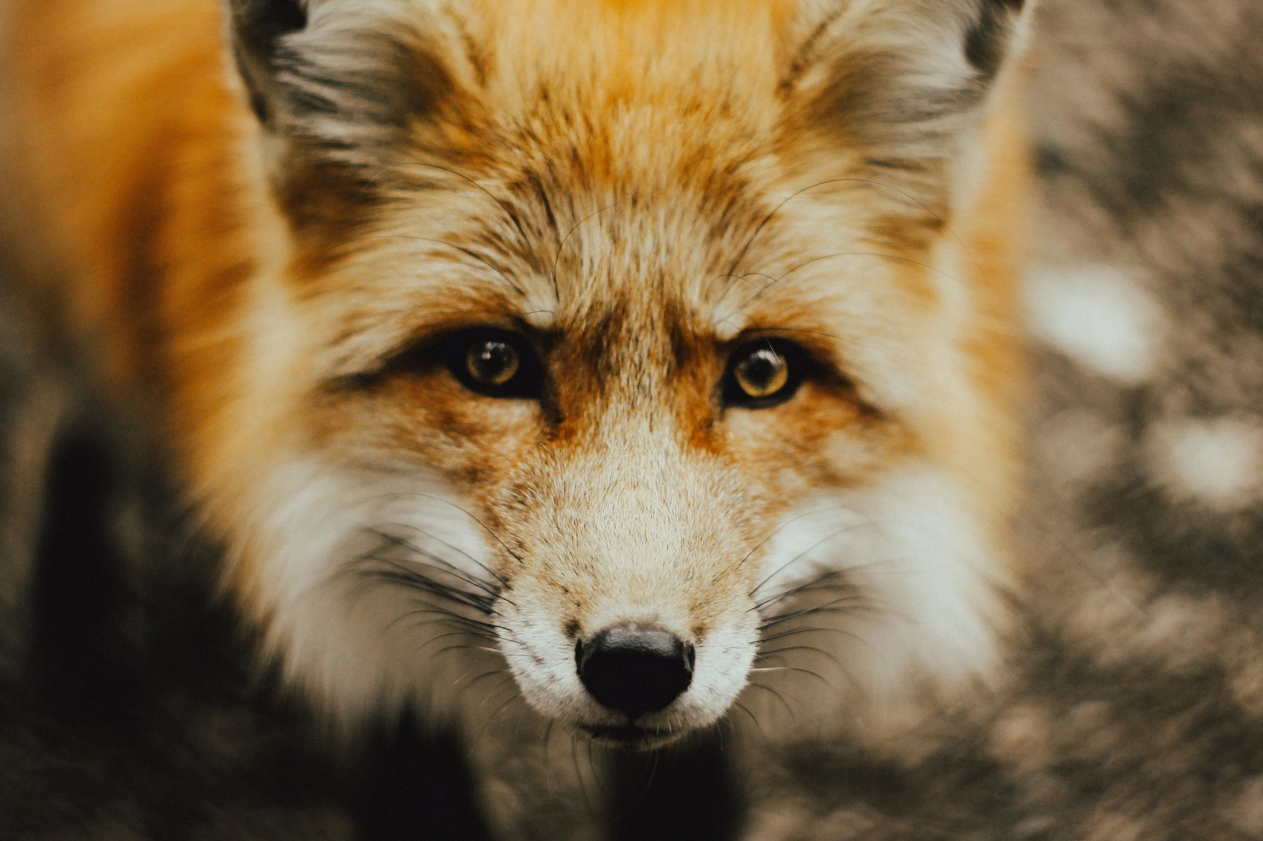 Unusual Job Interview Questions: What is Your Spirit Animal?