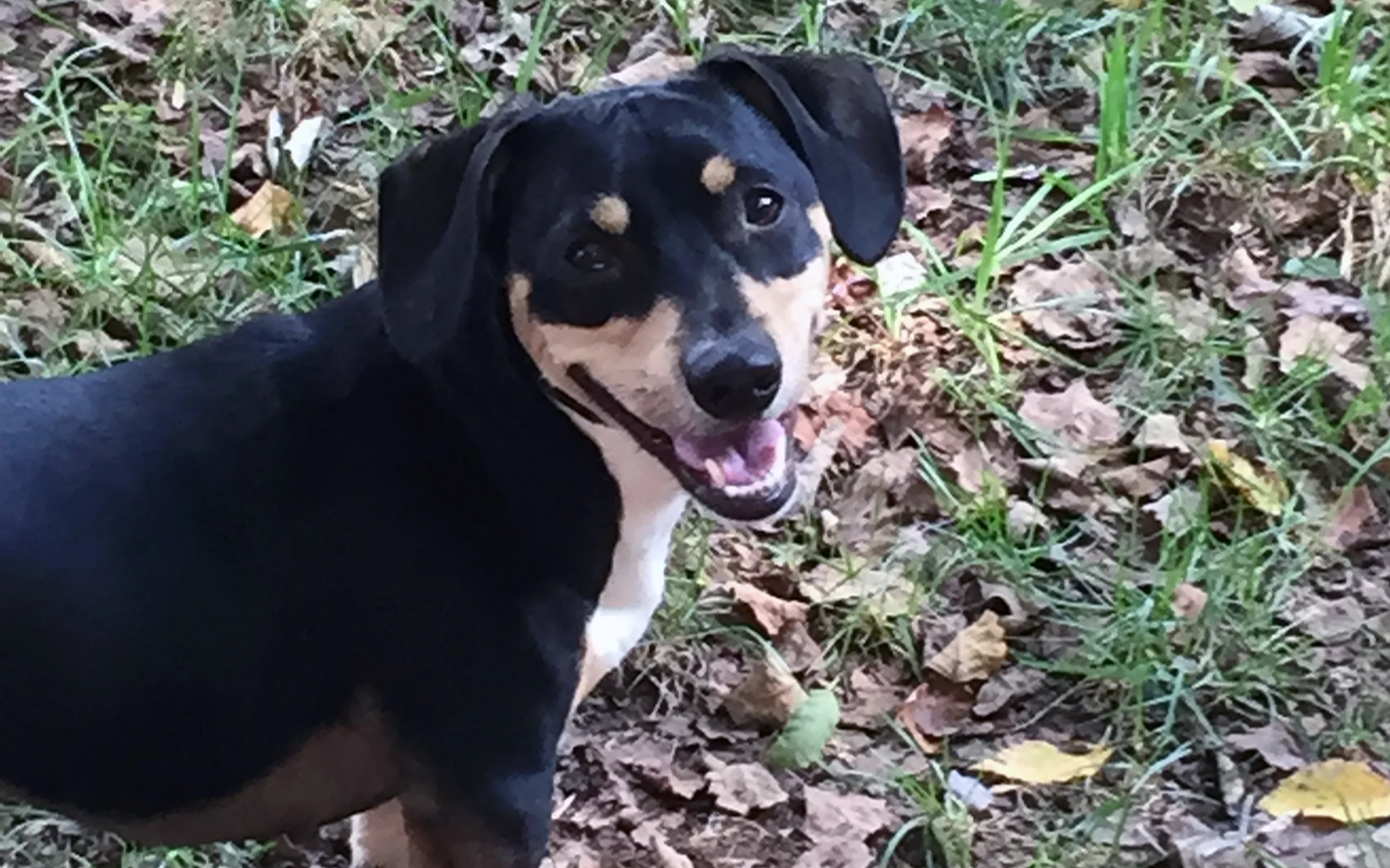 What a 19 Pound Dog Can Teach You About Job Interviews