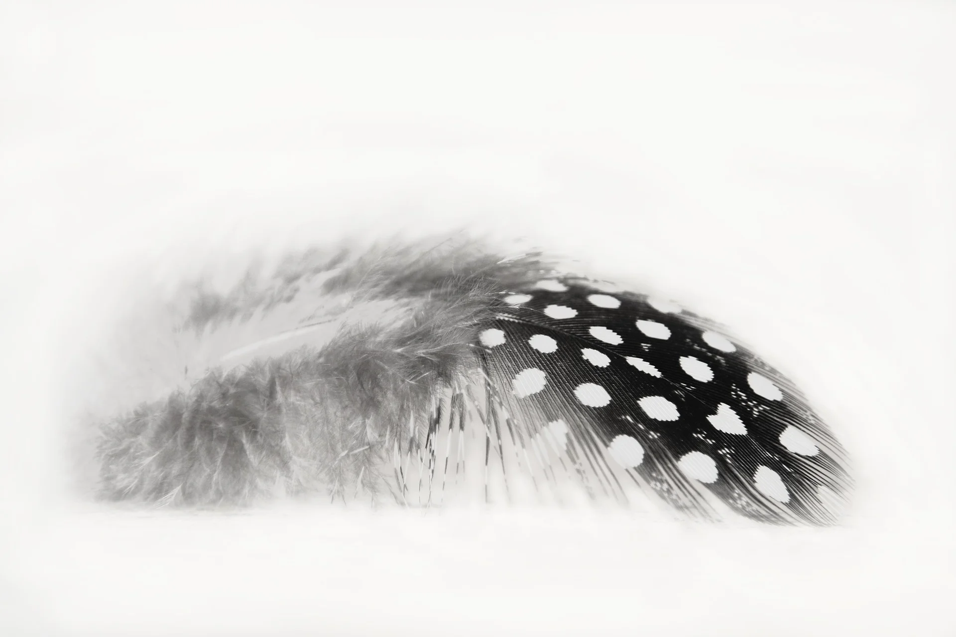 feather-2773784_1920.jpg