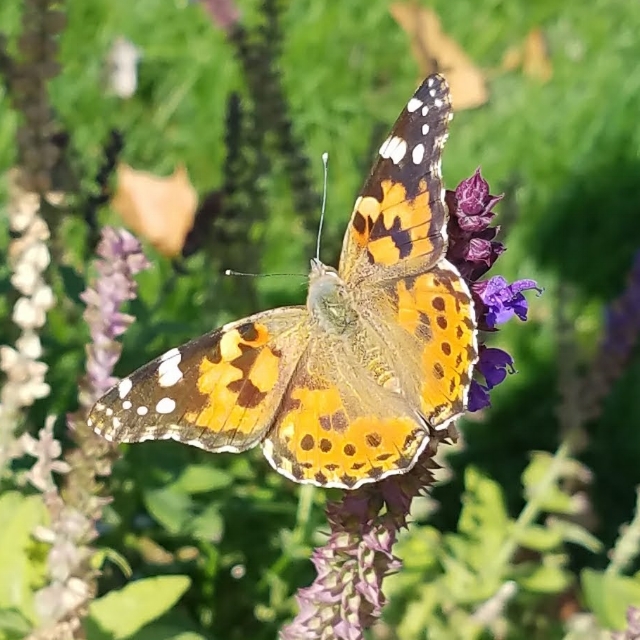  ...when you finally saw the butterfly emerge from its chrysalis? 