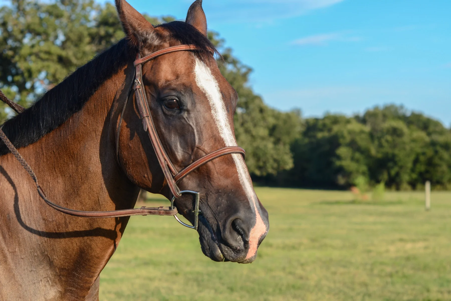 BobJonesAcreage_Horse.jpg