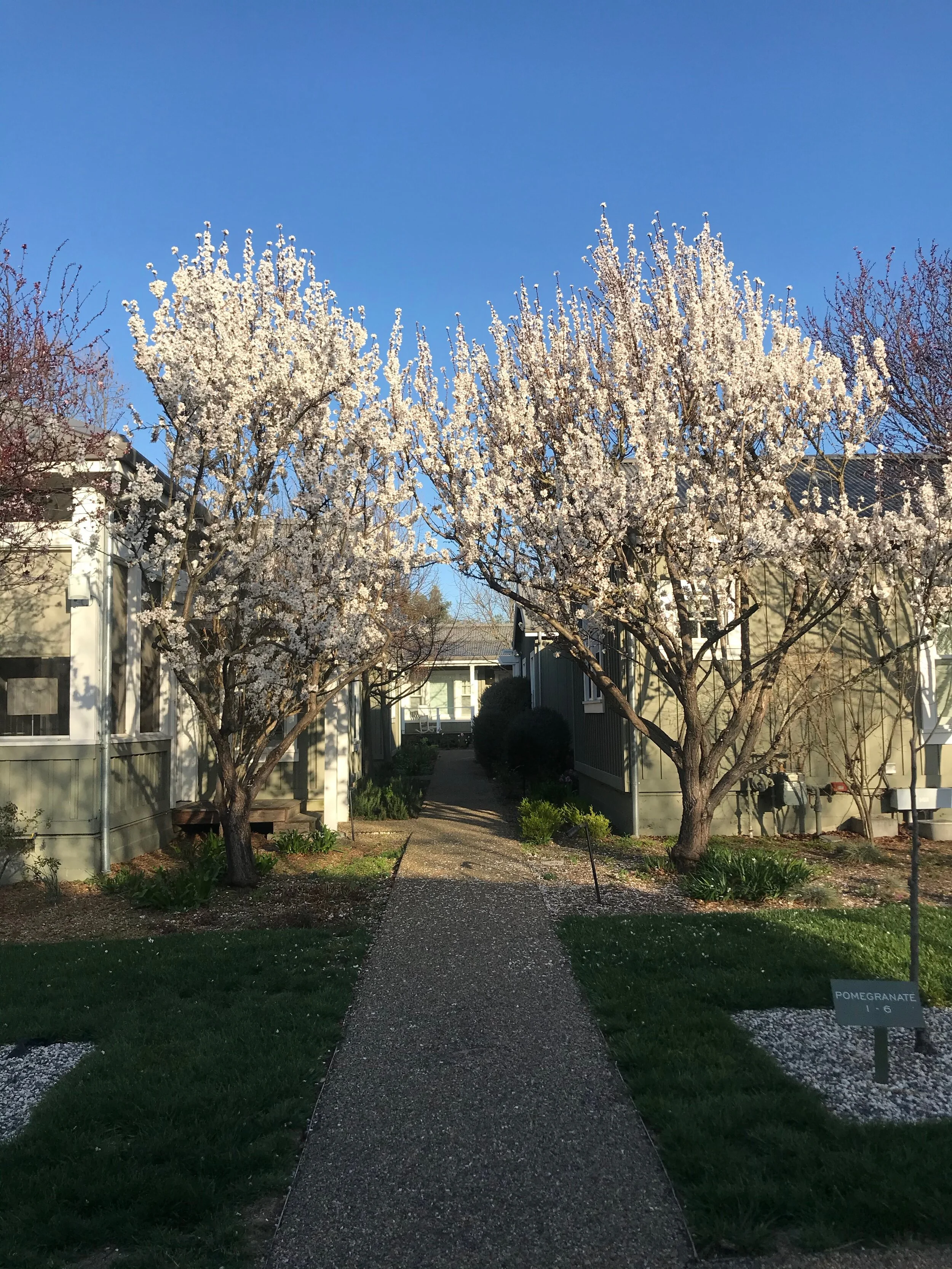 Tree Path.jpeg