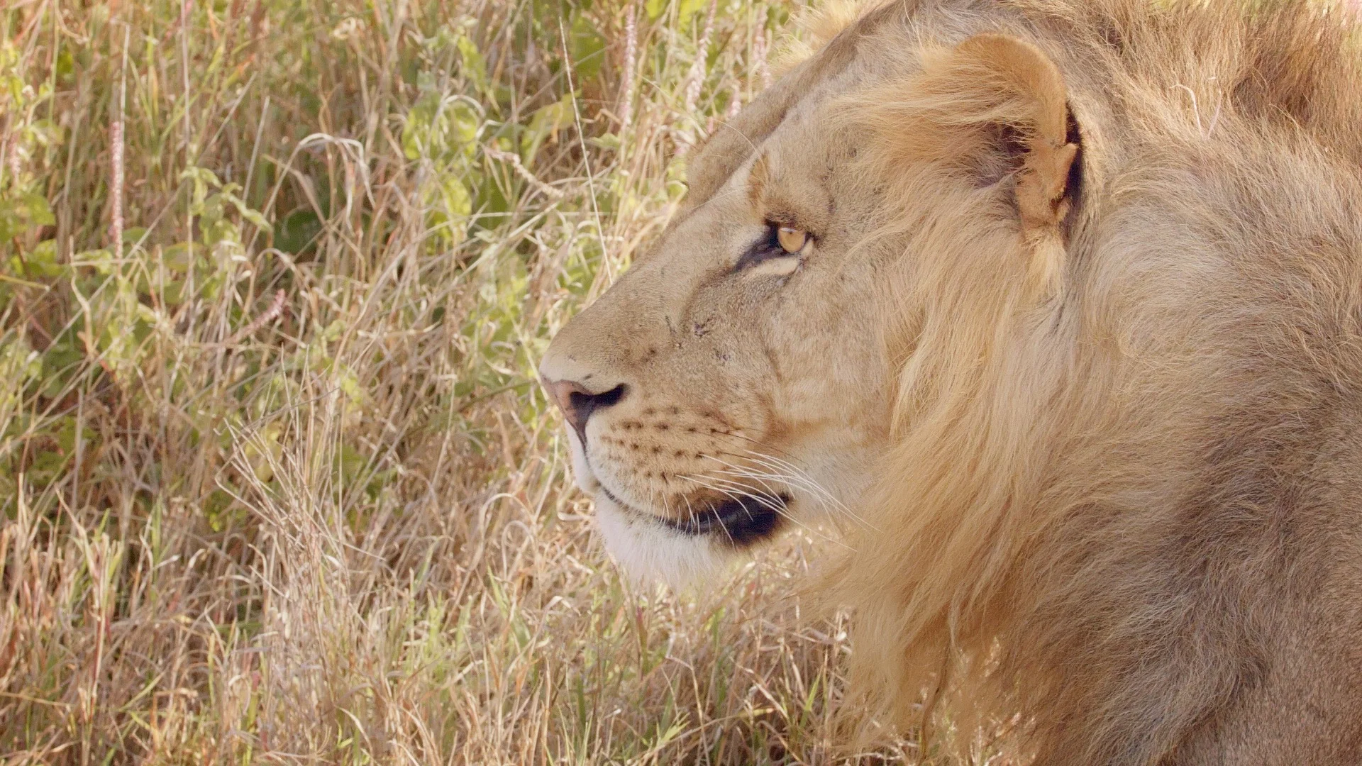ZARRAFFA'S KENYA TRIP - STILL 12.jpg