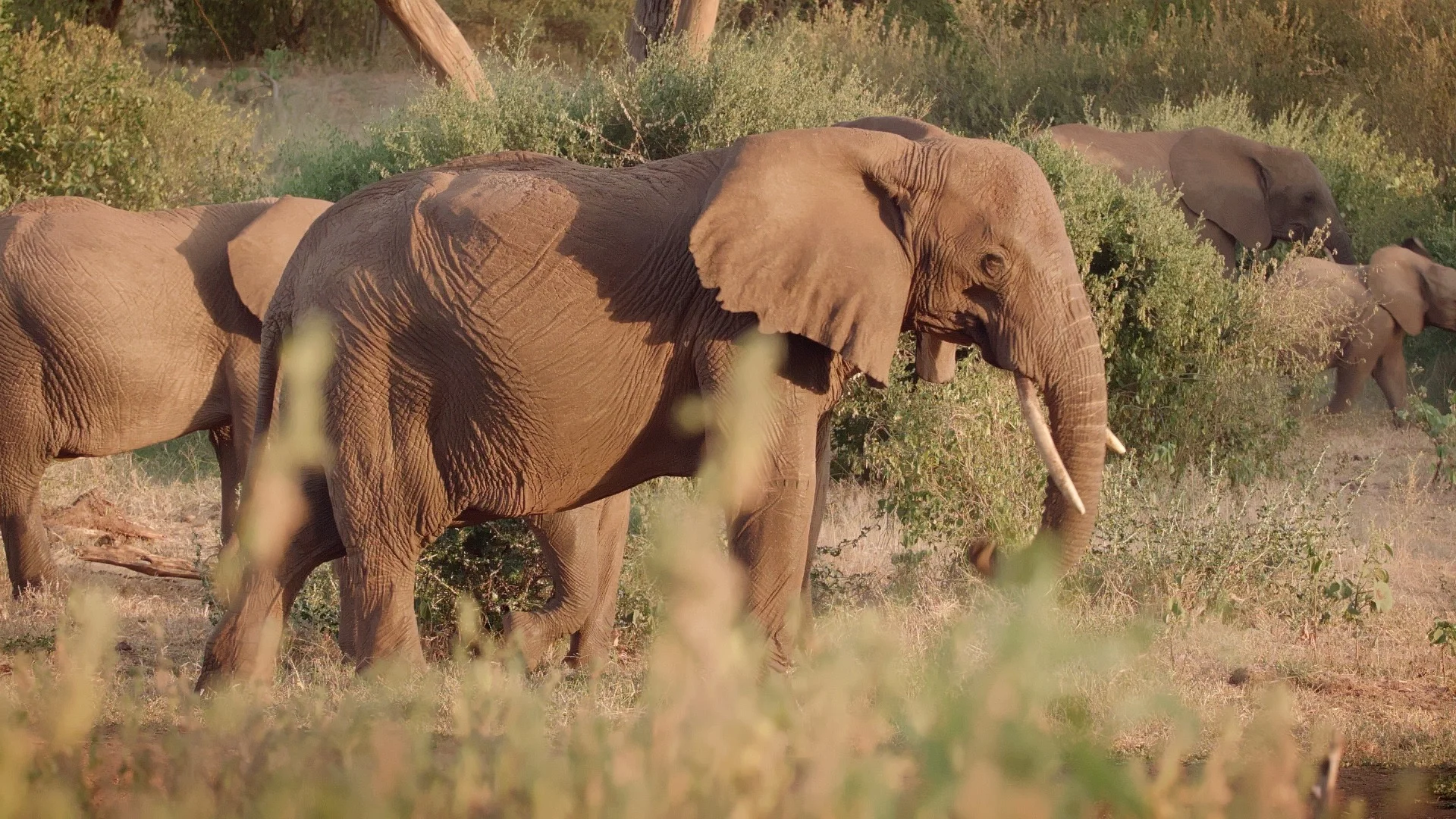 ZARRAFFA'S KENYA TRIP - STILL 14.jpg
